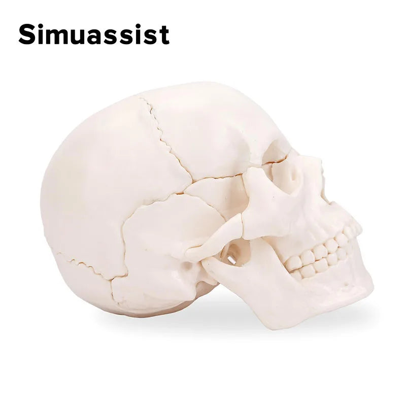 4D Detachable Mini Skull Anatomy Model - 15PCS Set