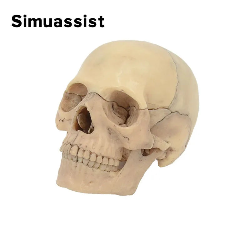 4D Anatomical Skull Model - 15PCS Detachable Set