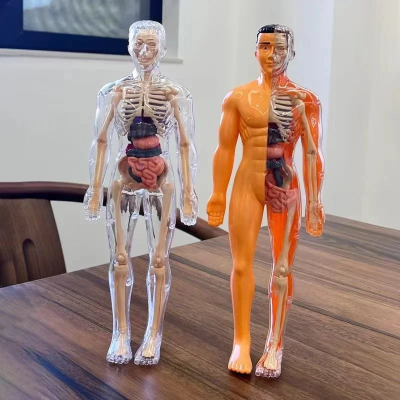 Educational Human Skeleton Anatomy Model Toy for Kids - Science Learning Puzzle with Detachable Parts