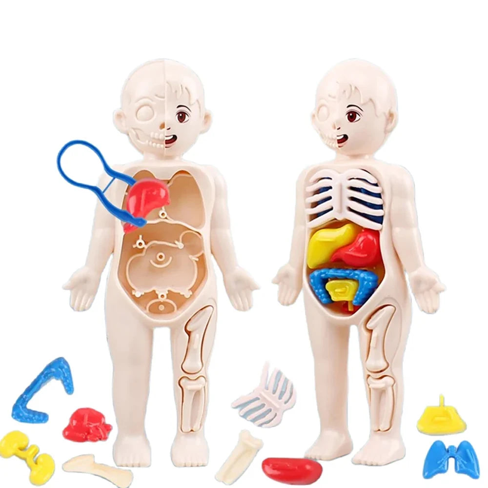Kid Montessori 3D Puzzle &ndash; Educational Human Body Anatomy Model