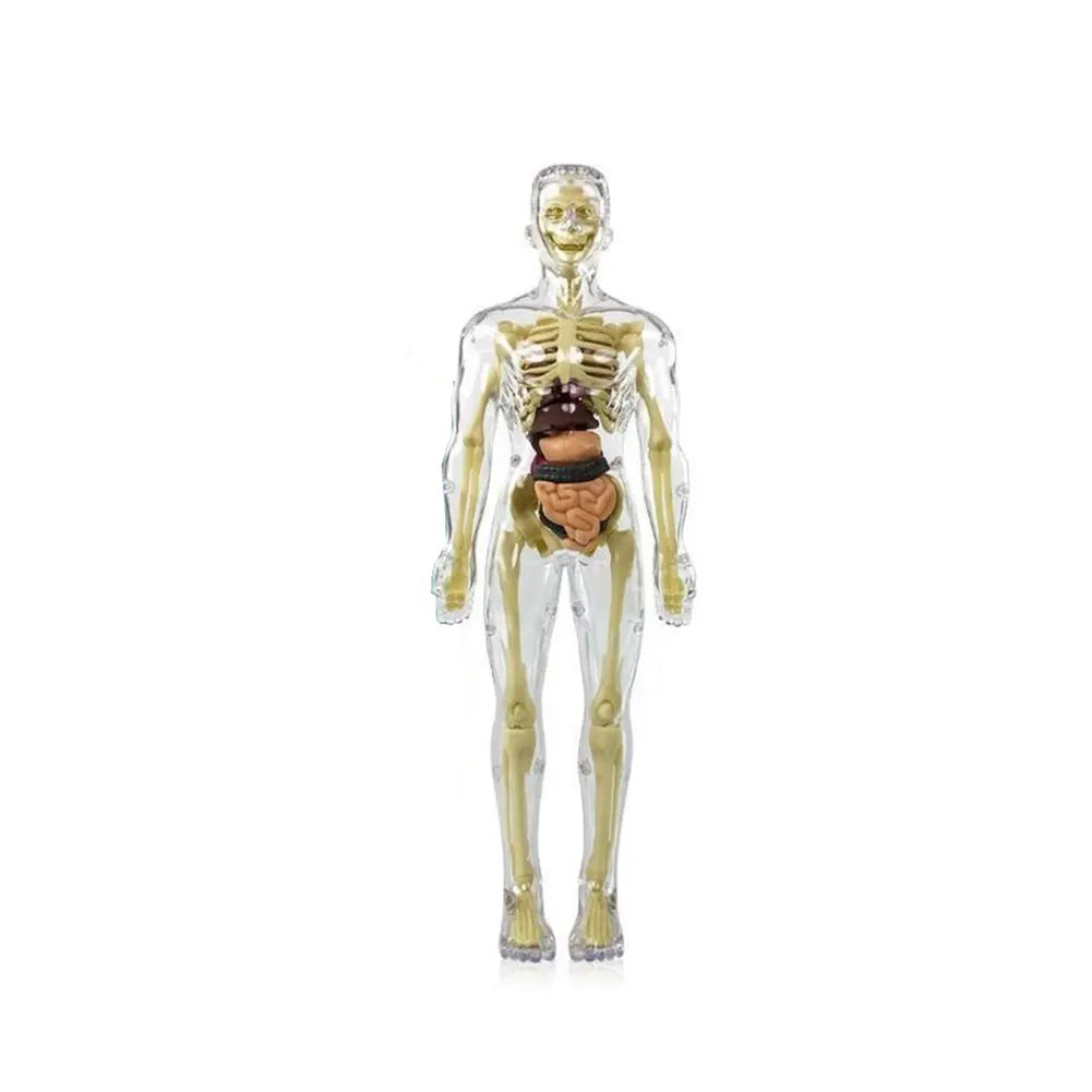 Simulation Human Skeleton Model &ndash; Interactive Learning Tool for Children D