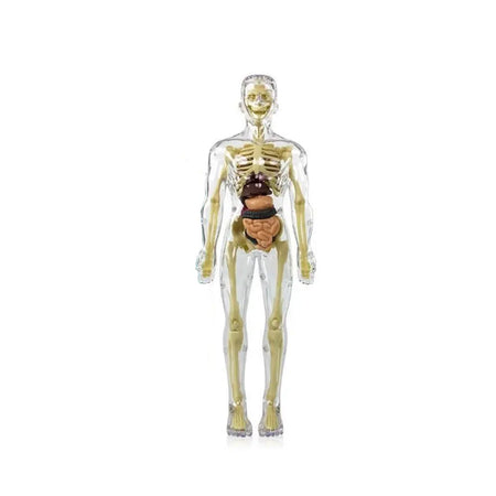 Simulation Human Skeleton Model &ndash; Interactive Learning Tool for Children D