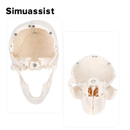 4D Detachable Mini Skull Anatomy Model - 15PCS Set