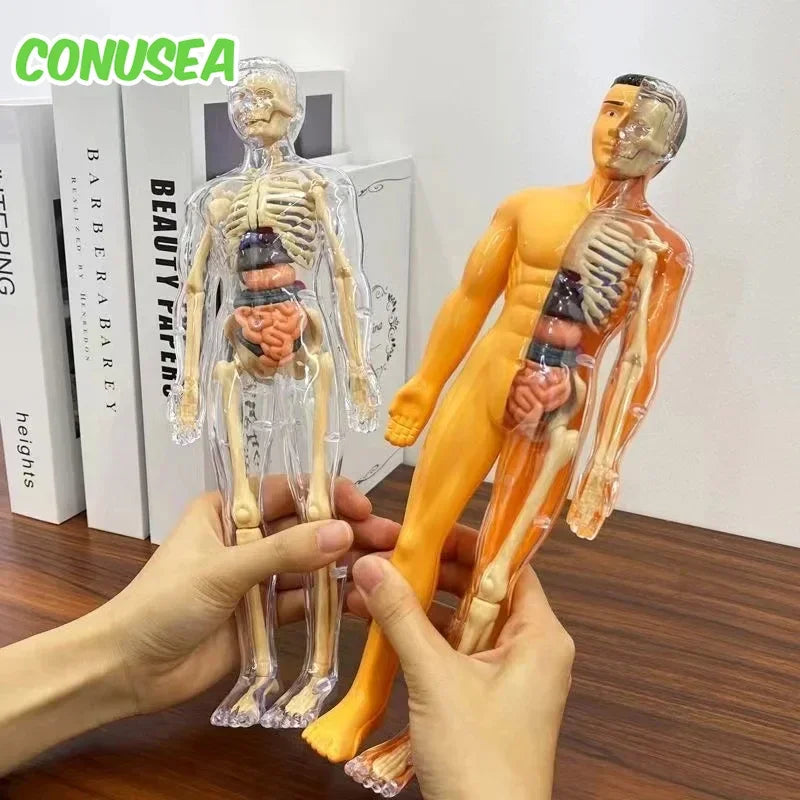Educational Human Skeleton Anatomy Model Toy for Kids - Science Learning Puzzle with Detachable Parts