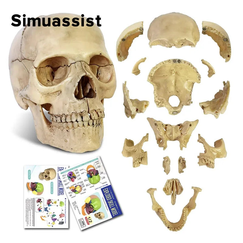 4D Anatomical Skull Model - 15PCS Detachable Set Default Title