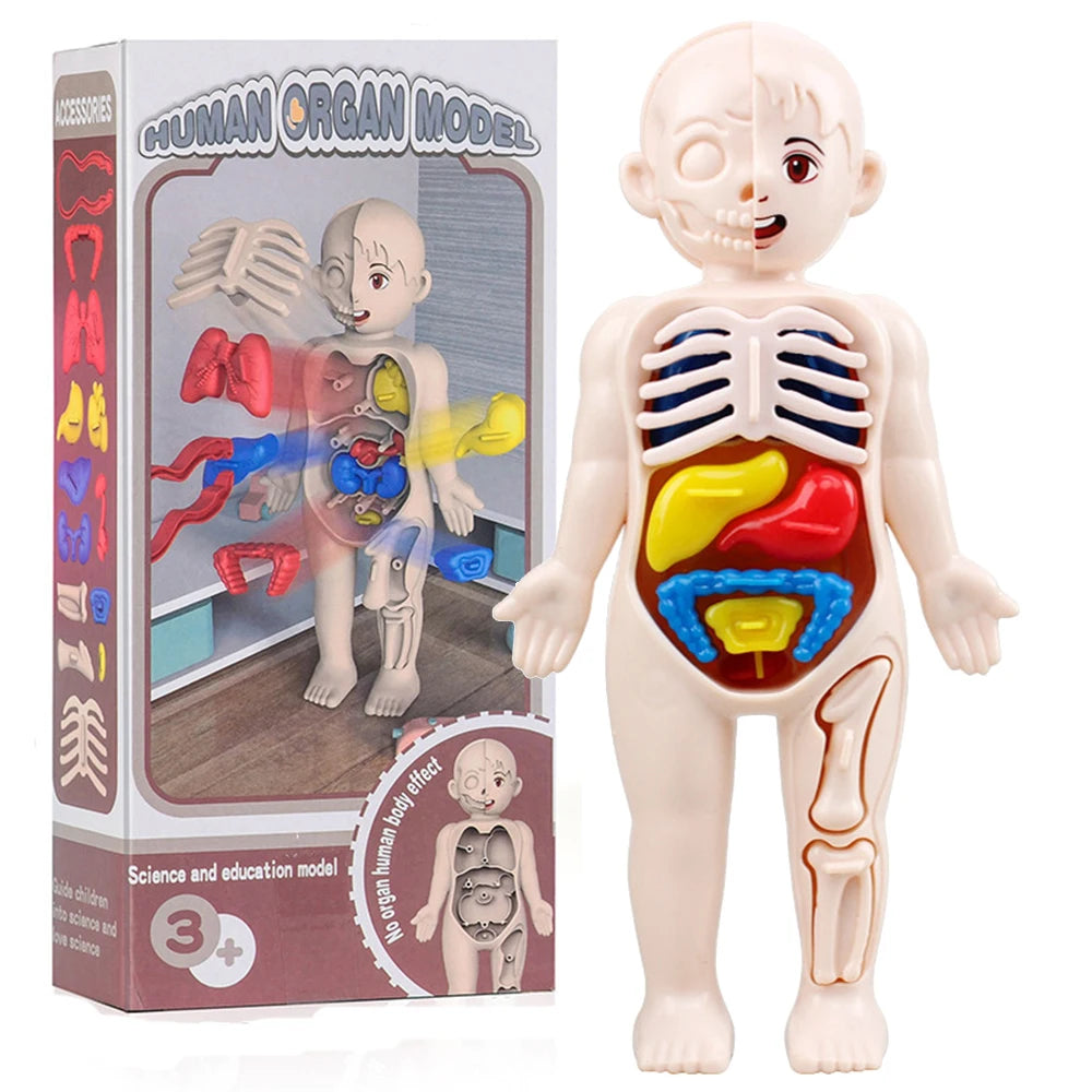 Kid Montessori 3D Puzzle &ndash; Educational Human Body Anatomy Model 1set