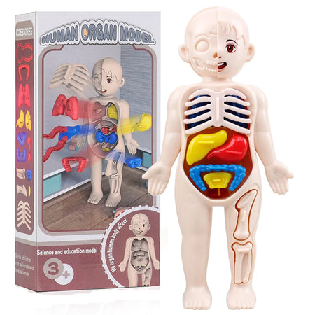 Kid Montessori 3D Puzzle &ndash; Educational Human Body Anatomy Model 1set