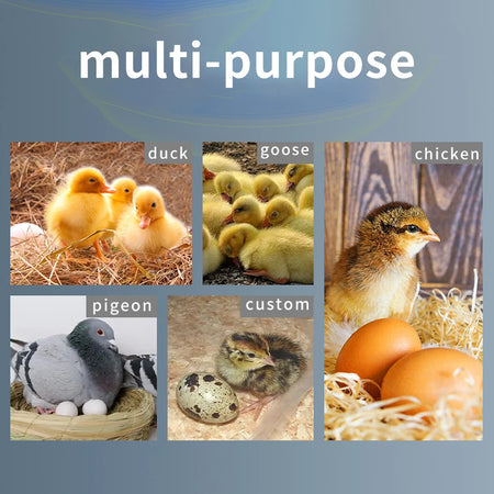 HT-12 LCD Egg Incubator Controller &ndash; Thermostat Hygrostat