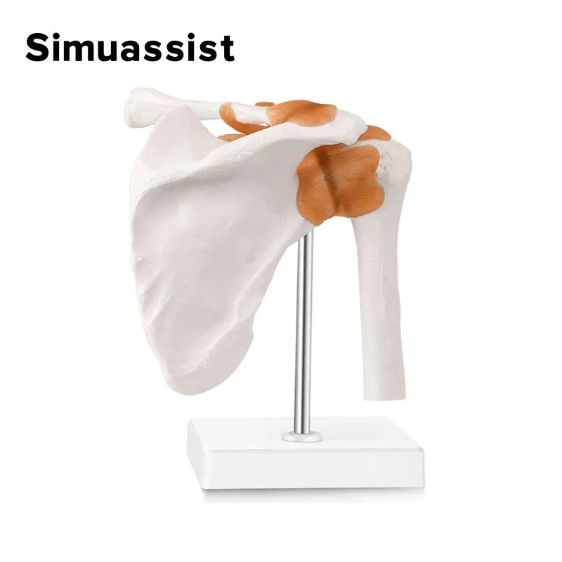 1:1 Human Functional Shoulder Joint Anatomy Model - Medical Science Teaching Resource