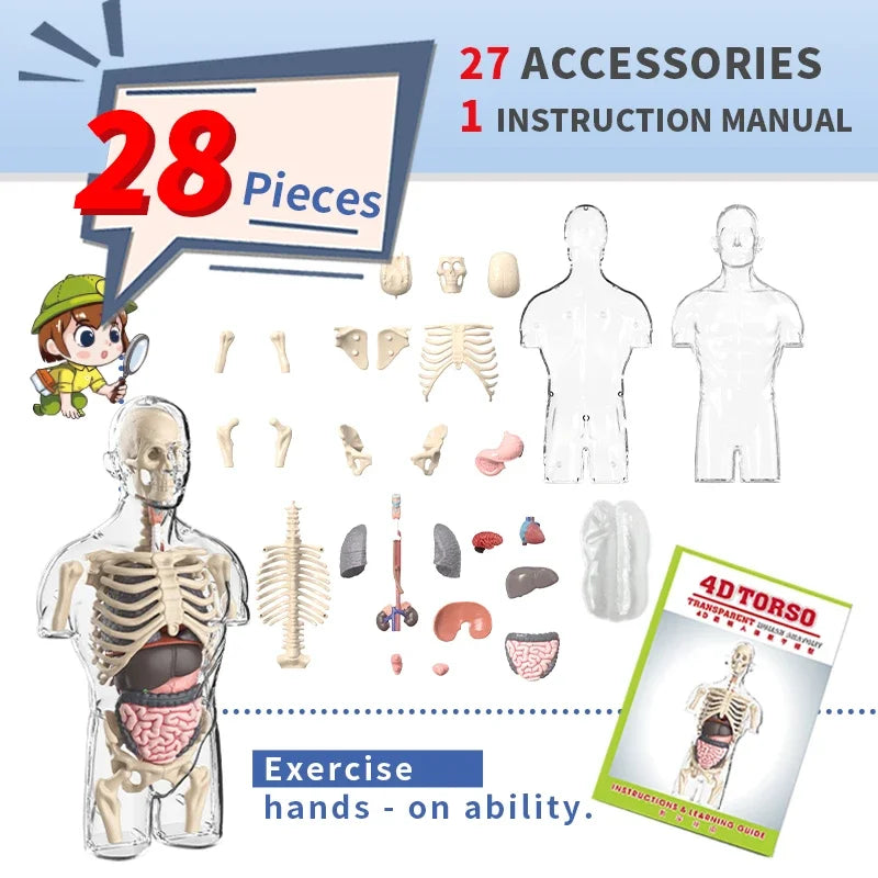 3D Luminous Human Organ Model Puzzle &ndash; Engaging STEM Learning Tool