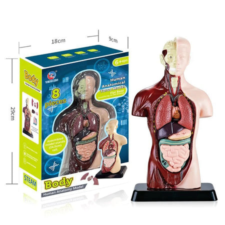 Simulation Human Skeleton Model &ndash; Engaging Educational Teaching Aid A