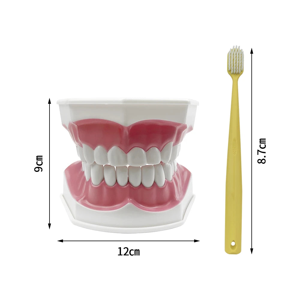YOUYA Dental Model &ndash; Removable Teeth for Effective Brushing Demonstration