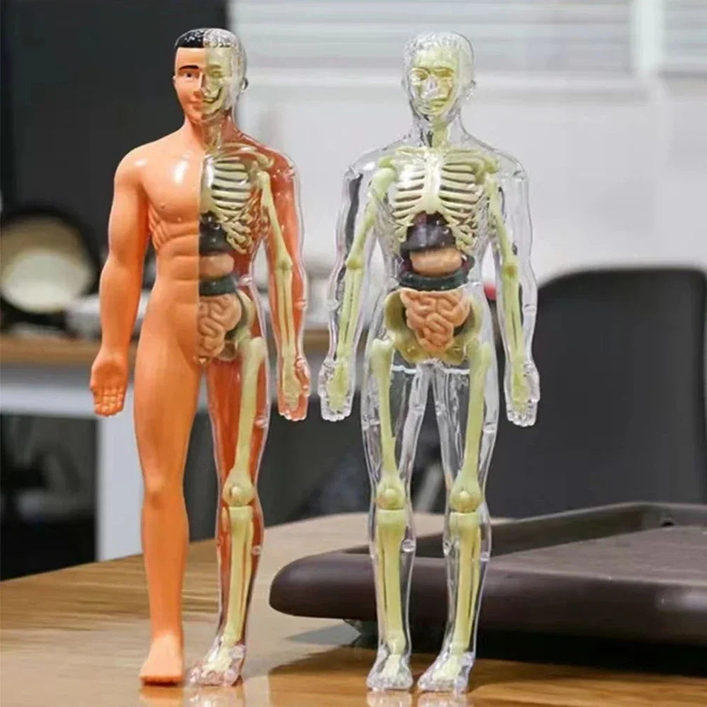 Simulation Human Skeleton Model &ndash; Engaging Educational Teaching Aid