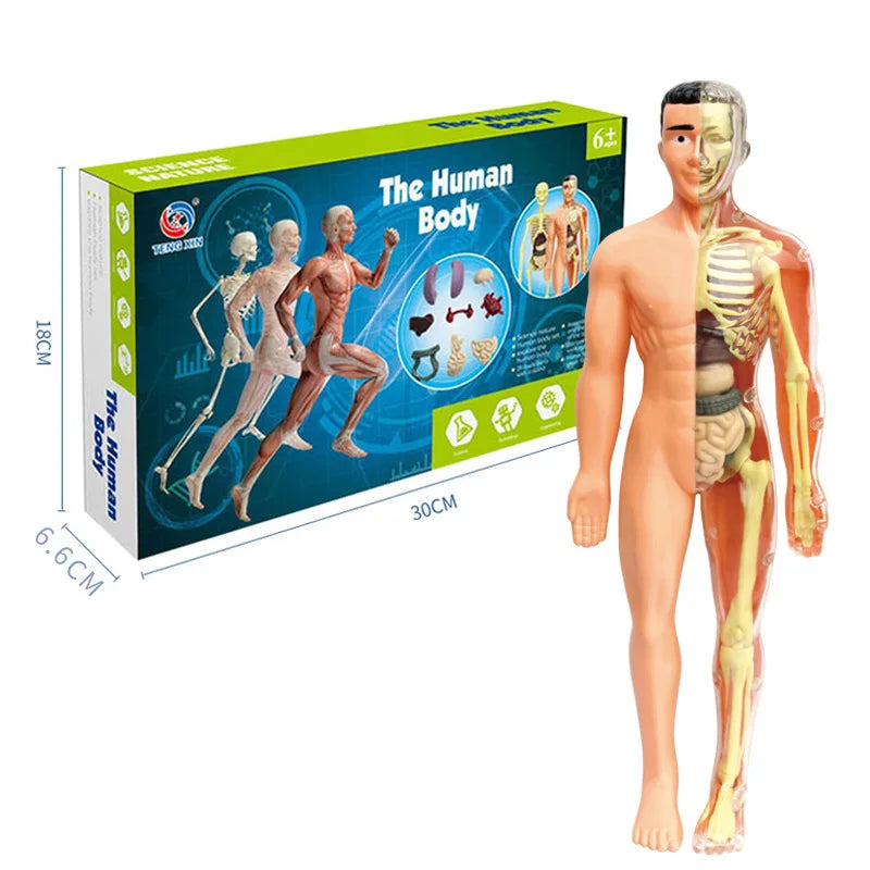 Simulation Human Skeleton Model &ndash; Engaging Educational Teaching Aid C
