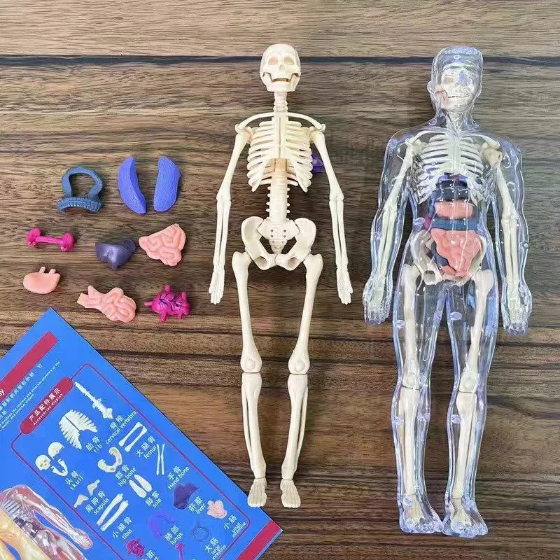 3D Human Body Anatomy Model &ndash; Detachable Bone Models B
