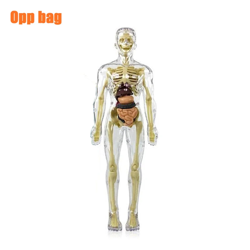 Simulation Human Skeleton Model &ndash; Engaging Educational Teaching Aid D opp bag