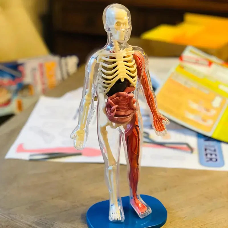 Simulation Human Skeleton Model &ndash; Engaging Educational Teaching Aid