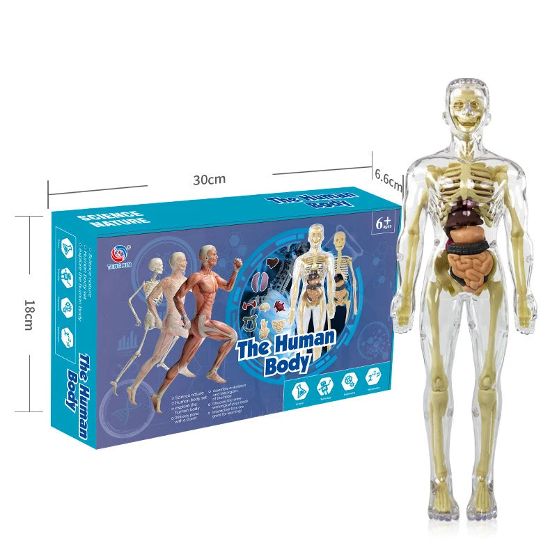 Simulation Human Skeleton Model &ndash; Engaging Educational Teaching Aid D