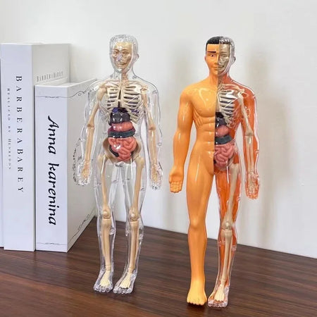 3D Human Body Anatomy Model &ndash; Detachable Bone Models