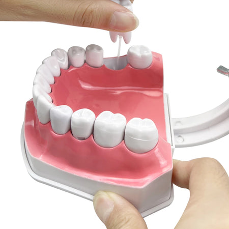 YOUYA Dental Model &ndash; Removable Teeth for Effective Brushing Demonstration