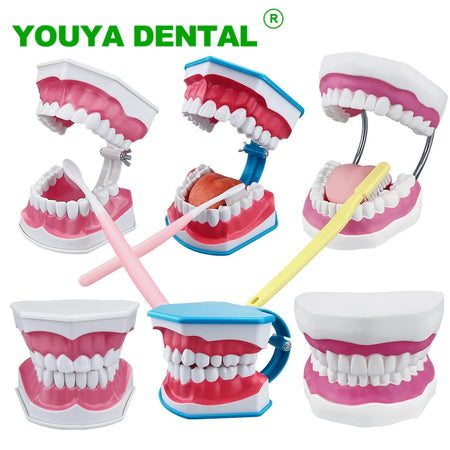 Standard Dental Model - Educational Demonstration Tool