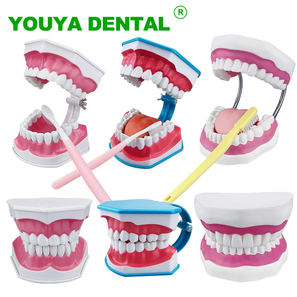 Standard Dental Model - Educational Demonstration Tool
