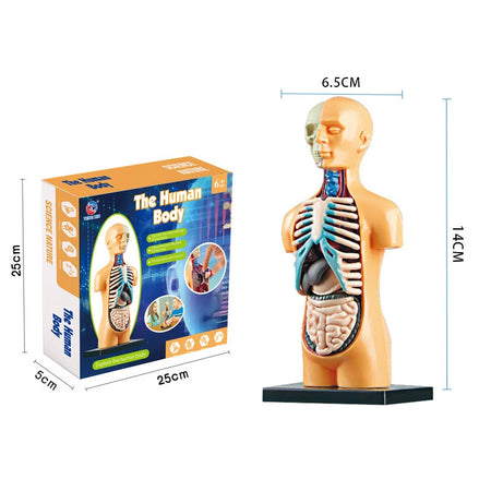Simulation Human Skeleton Model &ndash; Engaging Educational Teaching Aid B