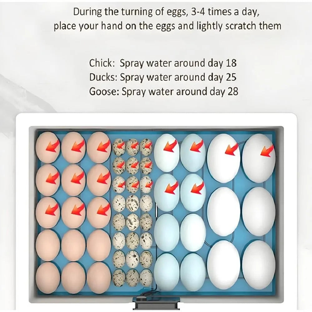 24-Hour Thermostatic Egg Incubator - Quiet Operation