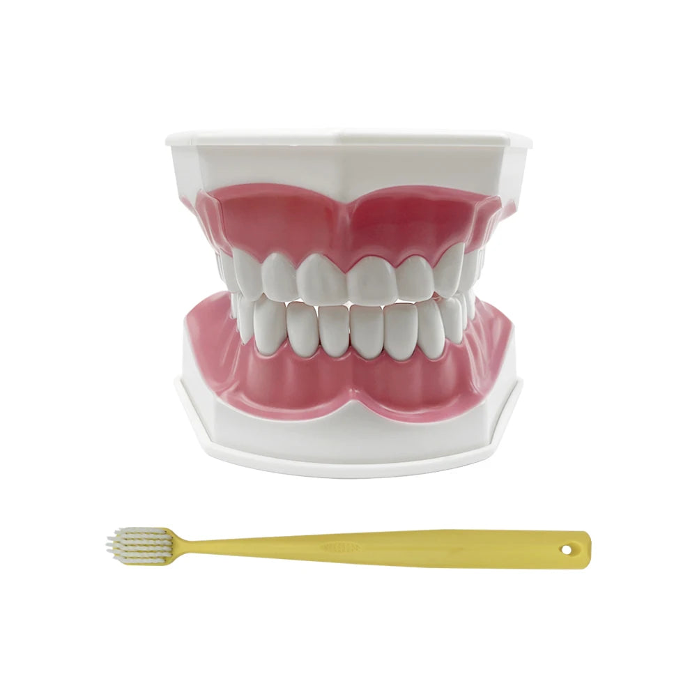 YOUYA Dental Model &ndash; Removable Teeth for Effective Brushing Demonstration TM-048 Model