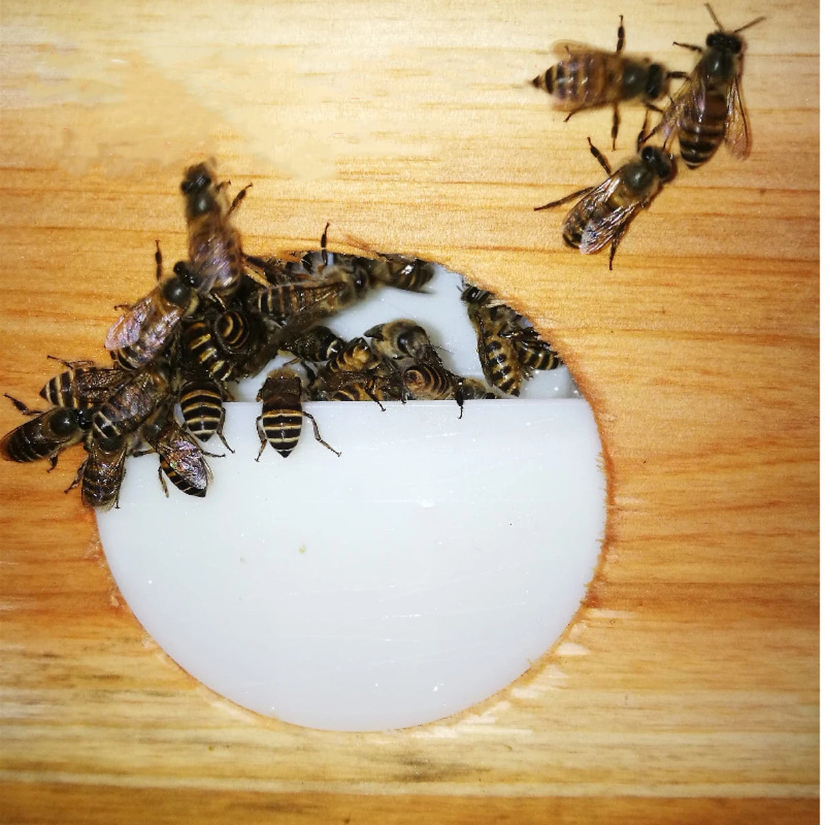 Bee Feeder SR0050 - Automatic Internal Water Feeding