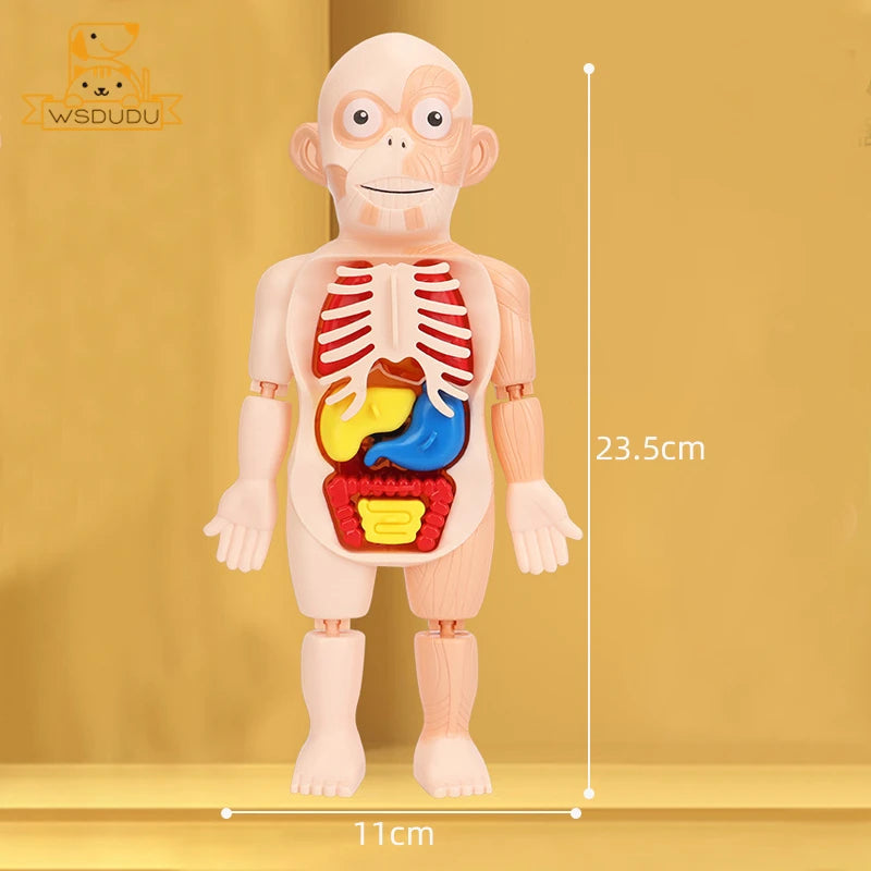 Human Organs Montessori Toy Viscus Matching Body Figures Construction Educational Puzzle Anatomy Game 3D Boy Girl Model Kid Gift