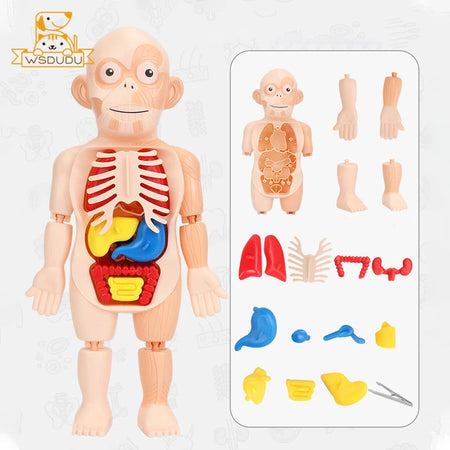 Human Organs Montessori Toy Viscus Matching Body Figures Construction Educational Puzzle Anatomy Game 3D Boy Girl Model Kid Gift