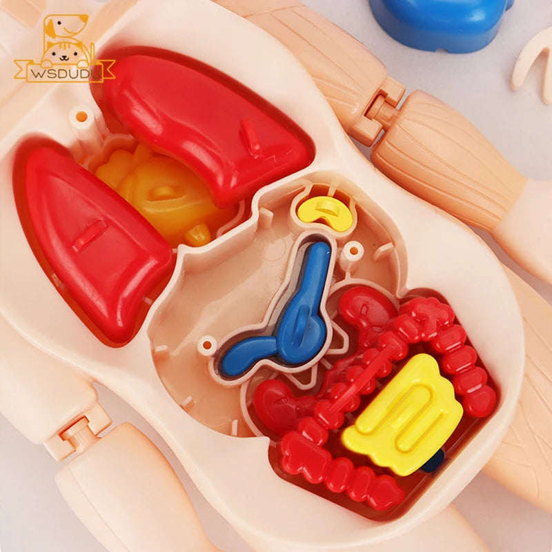 Human Organs Montessori Toy Viscus Matching Body Figures Construction Educational Puzzle Anatomy Game 3D Boy Girl Model Kid Gift