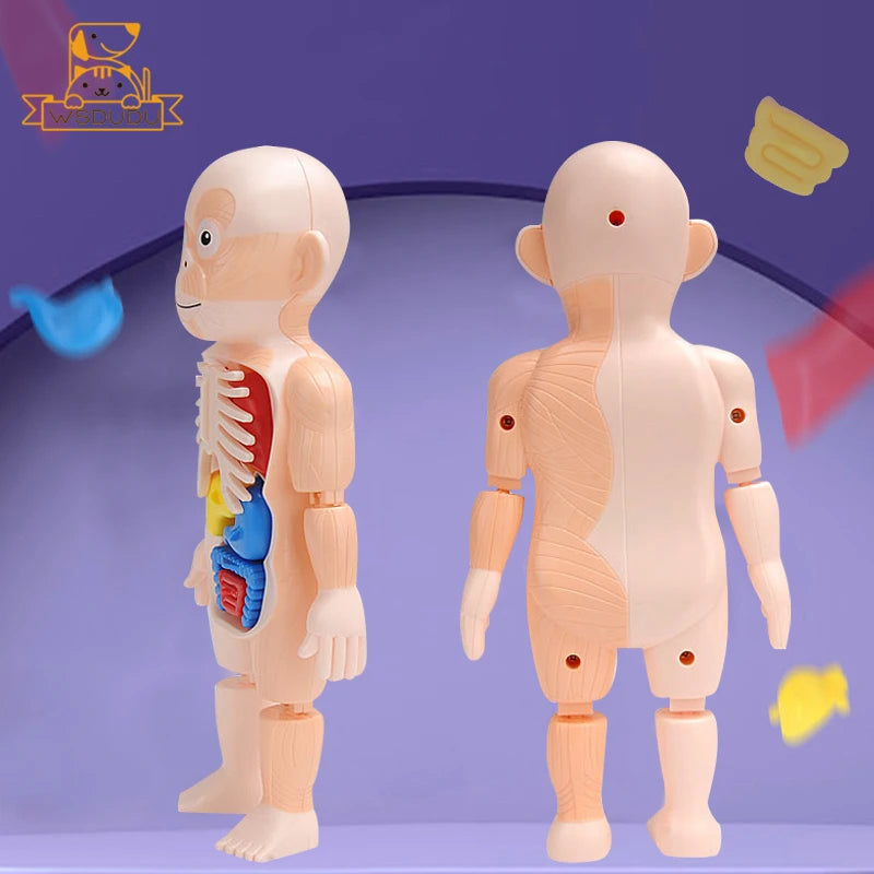 Human Organs Montessori Toy Viscus Matching Body Figures Construction Educational Puzzle Anatomy Game 3D Boy Girl Model Kid Gift