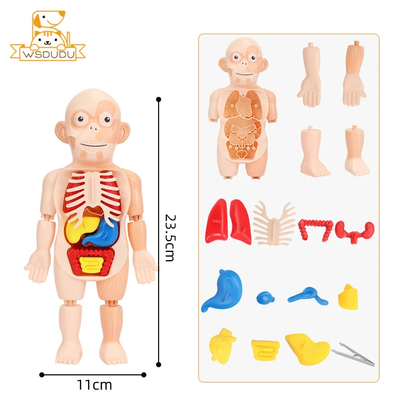 Human Organs Montessori Toy Viscus Matching Body Figures Construction Educational Puzzle Anatomy Game 3D Boy Girl Model Kid Gift Boy