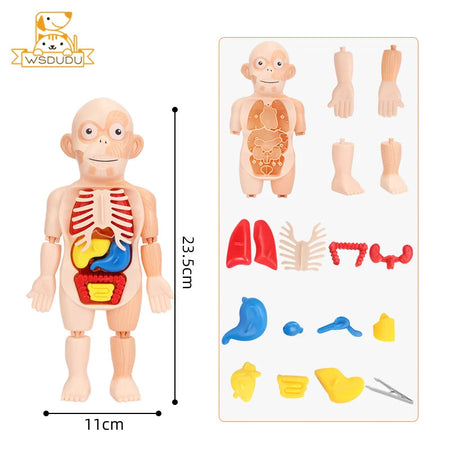 Human Organs Montessori Toy Viscus Matching Body Figures Construction Educational Puzzle Anatomy Game 3D Boy Girl Model Kid Gift Boy