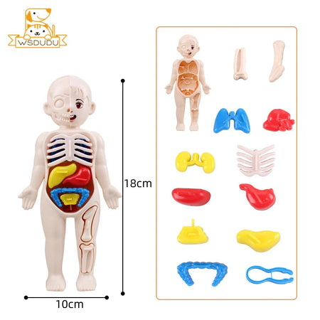 Human Organs Montessori Toy Viscus Matching Body Figures Construction Educational Puzzle Anatomy Game 3D Boy Girl Model Kid Gift Girl