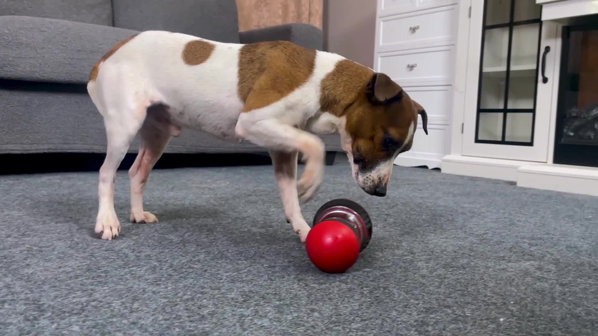 Interactive Food Dispensing Dog Toy - Ball-shaped Toy